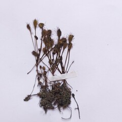 Drosera × obovata