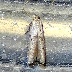 Hypatopa punctiferella