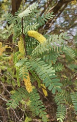 Prosopis glandulosa