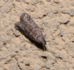 Ephestia elutella