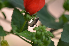 Hypselonotus punctiventris