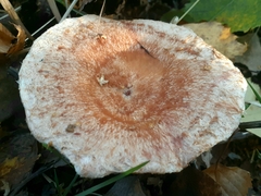 Lactarius torminosus