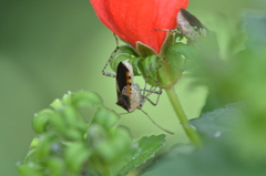 Hypselonotus punctiventris