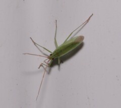 Trigonotylus