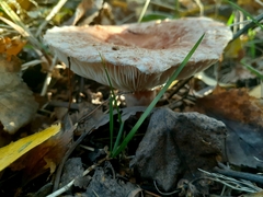 Lactarius torminosus