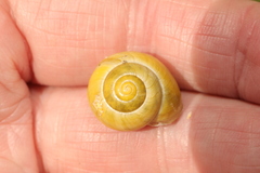 Cepaea hortensis