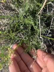 Lomatium grayi depauperatum