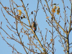 Dendrocopos syriacus
