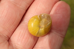 Cepaea hortensis