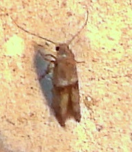 Blastobasinae