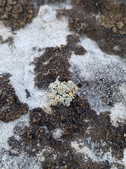 Rhizoplaca chrysoleuca