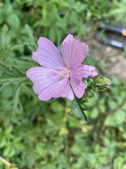 Malva alcea