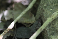 Suncus murinus