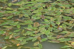 Potamogeton natans