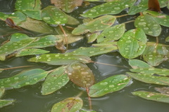 Potamogeton natans