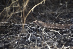 Crotalus pyrrhus