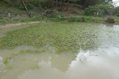 Potamogeton natans