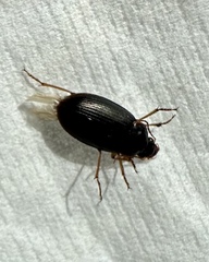 Notiobia terminata