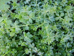 Galium saxatile