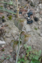 Dipcadi serotinum