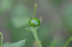 Capsicum annuum