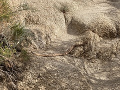 Crotalus pyrrhus