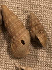 Cerithium vulgatum