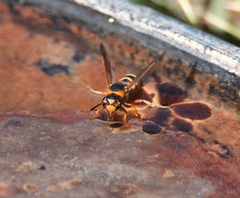 Euodynerus annulatus