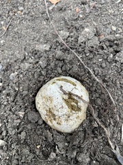 Pisolithus