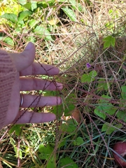 Chloris verticillata