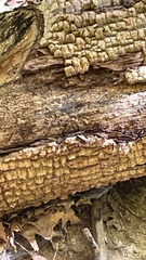 Xylobolus frustulatus