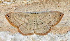 Scopula umbilicata