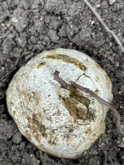 Pisolithus