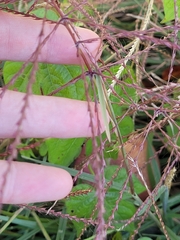 Chloris verticillata