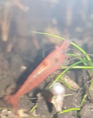 Neocaridina davidi