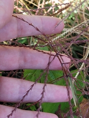 Chloris verticillata