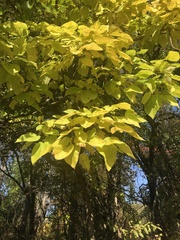 Catalpa