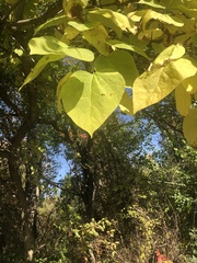 Catalpa