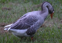 Anser anser domesticus × anser cygnoides domesticus