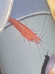 Neocaridina davidi