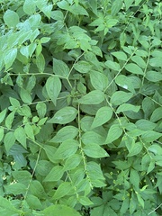 Lithospermum latifolium