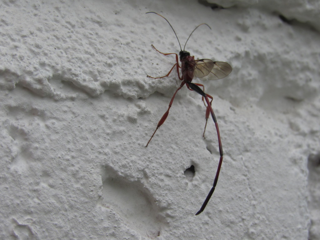 Red Mexican Pelecinid Wasp