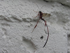 Pelecinus thoracicus