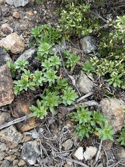 Dudleya lanceolata