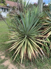 Yucca gloriosa