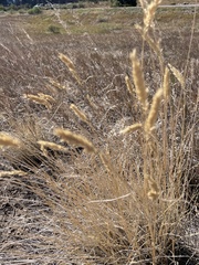 Agropyron
