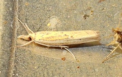 Fissicrambus profanellus