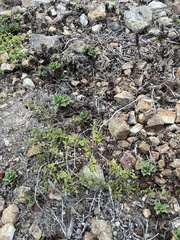 Dudleya lanceolata
