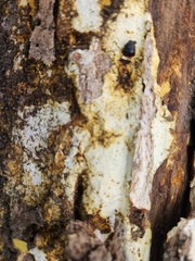 Perenniporia bostonensis