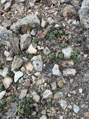 Dudleya lanceolata